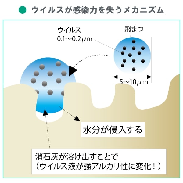 ウイルスが感染力を失うメカニズム